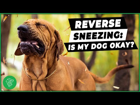 Video: My Dog Has Kennel Cough: Cosa devo sapere?