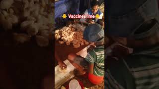 Vaccine Time Funny #trending #chicken #freerangechickens #farming #viral
