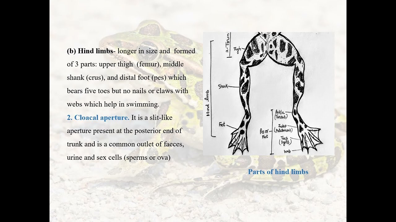 Frog (Rana tigrina)  Morphology part 1 I B.Sc Zoology