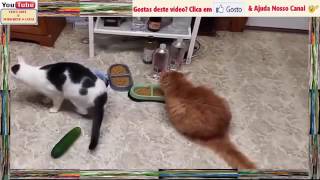 Gatos e Pepinos Para Gargalhadas   YouTube