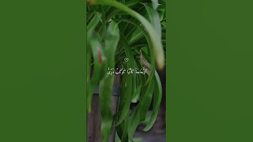 اللَّهُ نُورُ السَّمَاوَاتِ وَالْأَرْضِ - سورة النور آية 35 | تلاوة خاشعة لماهر المعيقلي