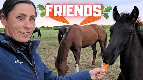 The Herd Escapes! Making Friends with Dolly Using Carrots. I go somewhere ...| Friesian Horses