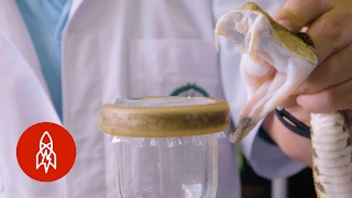 This Lab of Snake Venom Is Saving Lives