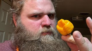 HOTTTBOXN Yellow Style! Massive Yellow Moruga got hands! by Hunter Young 148 views 6 months ago 16 minutes