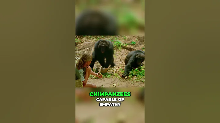 Chimpanzees Empathy, Violence, and Jane Goodall's Legacy