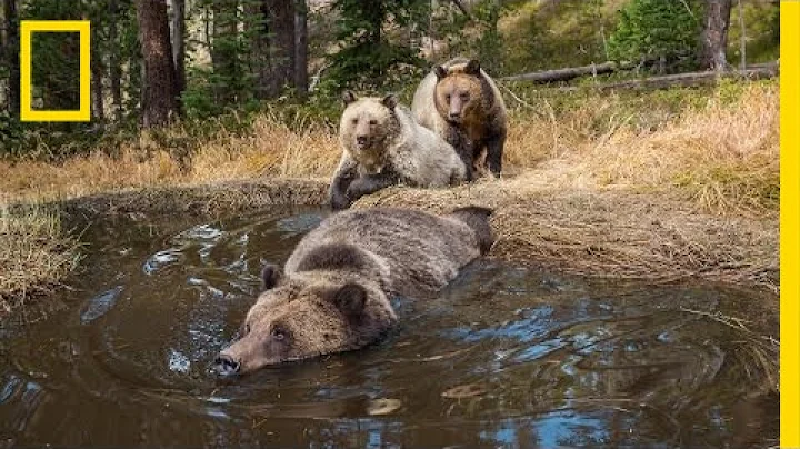 EXCLUSIVE: 'Bear Bathtub' Caught on Camera in Yellowstone | National Geographic - DayDayNews