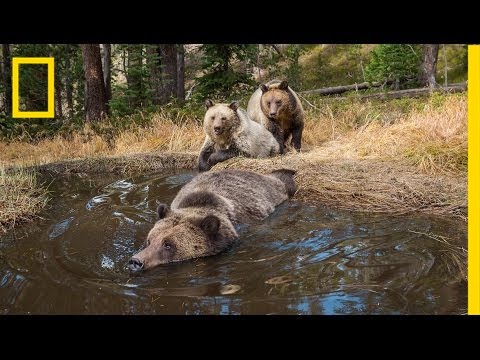 EXCLUSIVO: 'Bear Bathtub' capturado pela câmera em Yellowstone | Geografia nacional