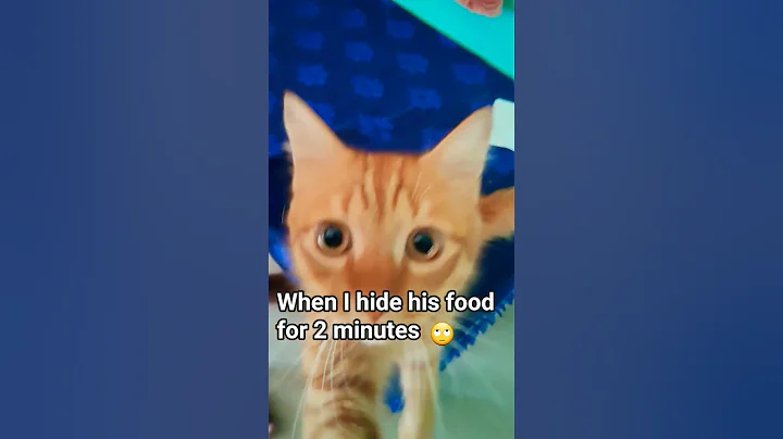 Watch the video about Luca scolding for food 😾#cat #ytshorts #shortviral #shortfeed #shorts #cute #viral #viralshorts