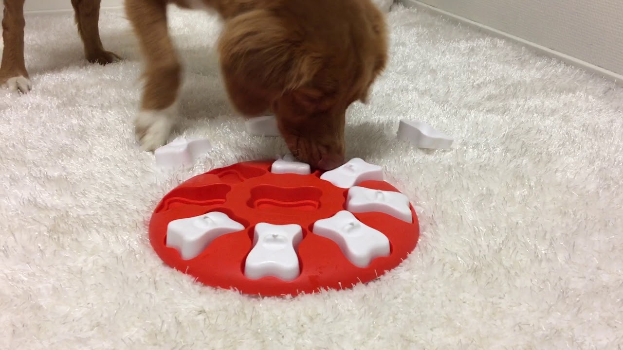 The 20 Best Puzzle Toys That Actually Help Bored Dogs