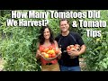 How Many Tomatoes Did We Harvest at The Rusted Garden Homestead?  Tomato Tips/Gardening Coast2Coast