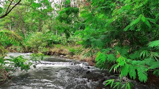 Peaceful water stream sounds in tropical forest, babbling brook, beautiful nature sounds, asmr river