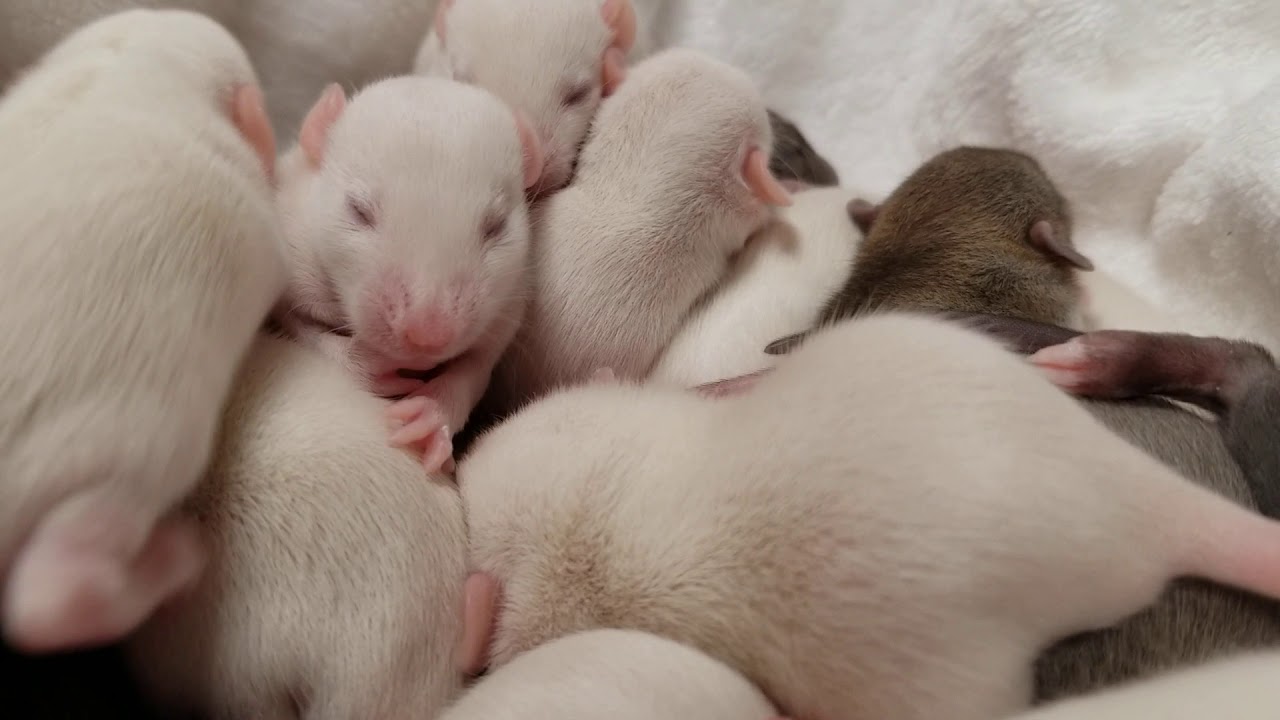 Baby rat chews on her hand - YouTube