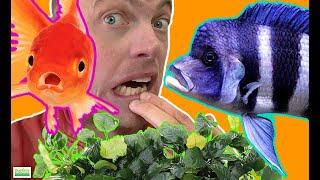 AQUARIUM PLANT EATING FISH COMBINATIONS For The Planted Tank