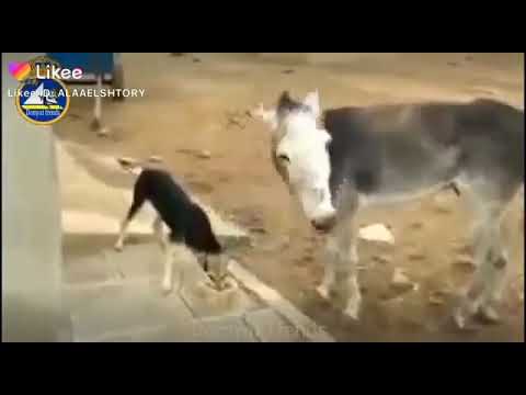 يله يا ابن الكلب