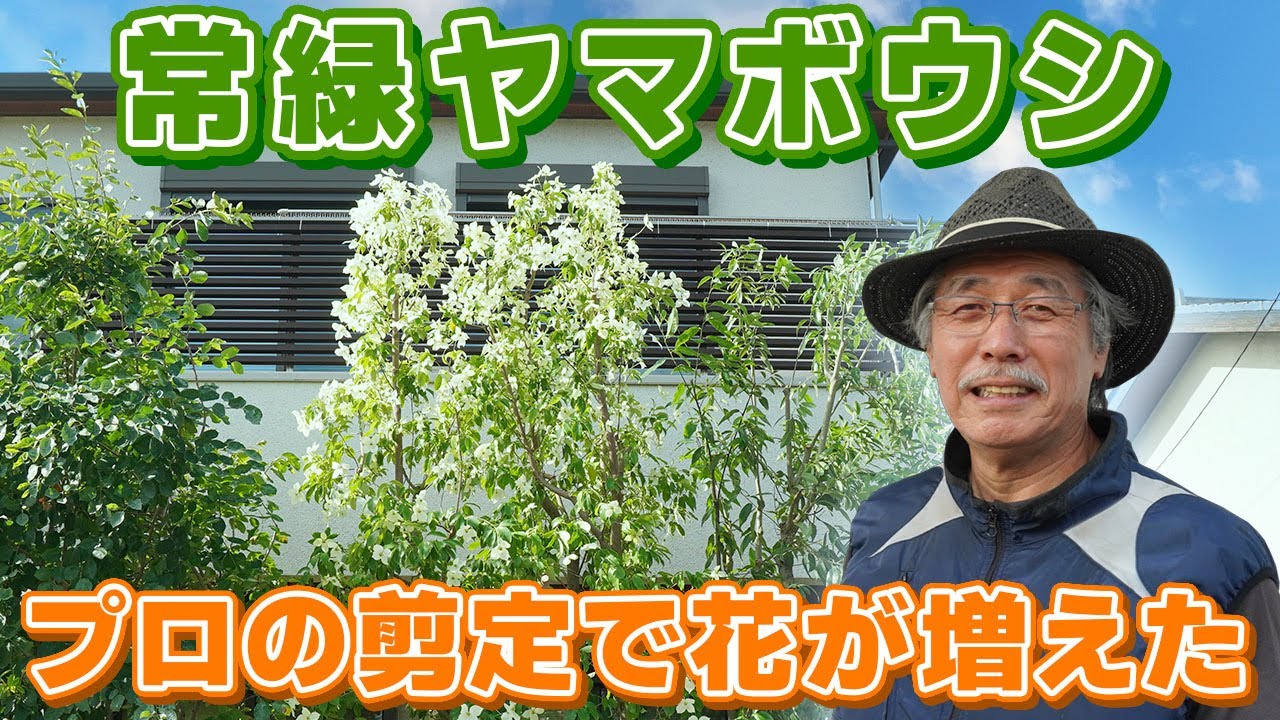 【常緑ヤマボウシの自然風剪定】業歴48年のプロが透かし剪定したら花がたくさん咲いた！＜3年連続金賞の匠の技＞東京