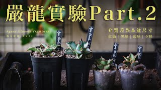 龍舌蘭嚴龍系列實驗Part.2 ｜紅貓嚴龍｜黑鯨嚴龍｜藍球嚴龍 ... 