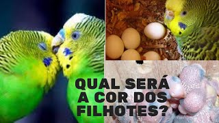 Qual será a cor dos filhotes? Um pouco sobre mutação!