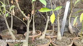 Baobab Plant - Adansonia Digitata Available For Sale