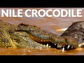 Crocodiles &amp; Snakes of the Mighty Kunene River