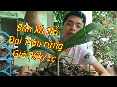 Bán Lan Đai Châu,Ngọc Điểm,Nghi Xuân Rừng Giá Rẻ Nhất Việt Nam | Foci