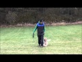 Noka (Cockalier) Boot Camp Dog Training Graduate Minneapolis Noka (Cockalier) Boot Camp Dog Training Graduate Minneapolis