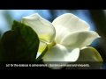 78 Surah An Naba English Qari Ziyaad Patel 78 Surah An Naba English Qari Ziyaad Patel
