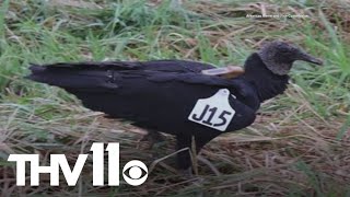 Black vultures tagged for study by Arkansas Game & Fish Commission
