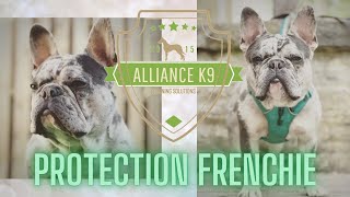 FRENCH BULLDOG  PERSONAL PROTECTION TRAINING