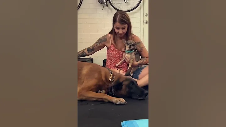 Willie Went Home… 😭😭😭 #dogrescue #shorts #rescuemission