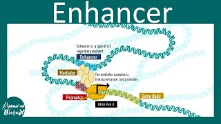 Enhancer and eukaryotic gene expression regulation | Cis regulatory elements |Enhancer promoter loop