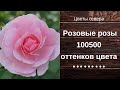 Розовые розы 100500 оттенков цвета