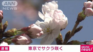 【速報】東京でも桜「ソメイヨシノ」が開花　気象庁が発表(2022年3月20日)