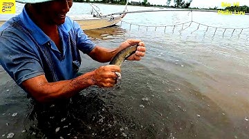 Nghề Đẩy Côn Bắt Cá Mùa Nước Nổi Miền Tây Fish trap