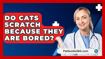 Do Cats Scratch Because They Are Bored? - PetGuide360.com