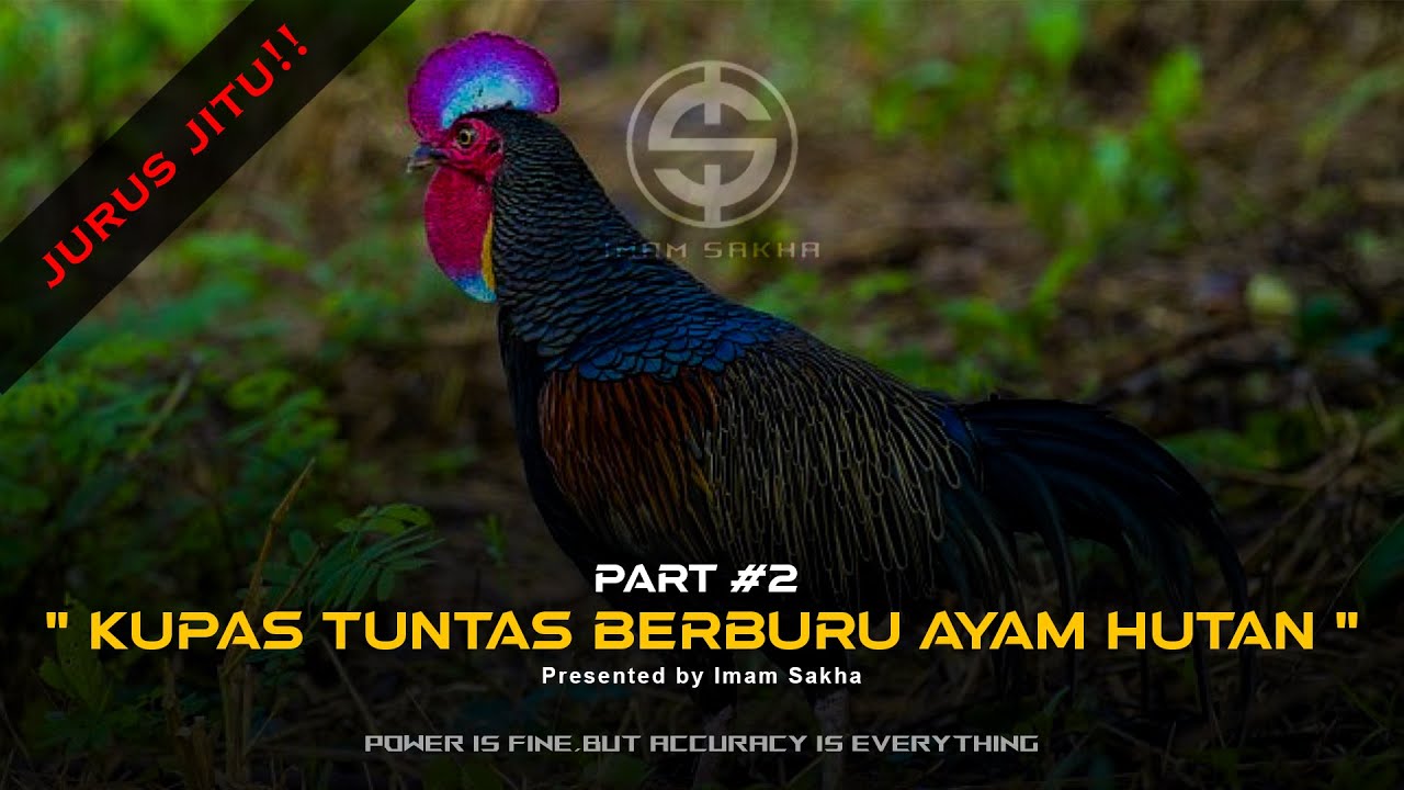 jurus ampuh berburu ayam hutan, bongkar semua trik imam sakha #2