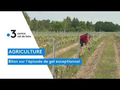 Agriculture : le gel, l'une des pires catastrophes agricoles du début du XXIème siècle