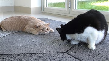 Cats React To CatNip