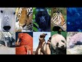 ANIMAIS AMEAÇADOS DE EXTINÇÃO