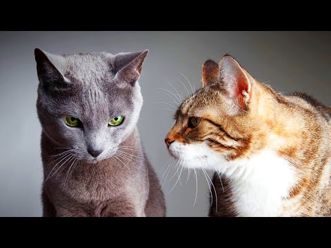Видео: Кошачий язык