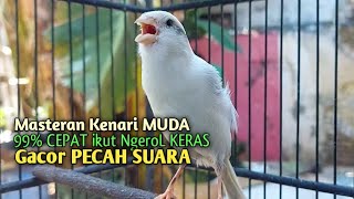 Kenari Gacor CUIT CUIT NGEROL TAJAM, TERAPI AMPUH Kenari MACET, Pancingan Kenari Paud Belajar Bunyi