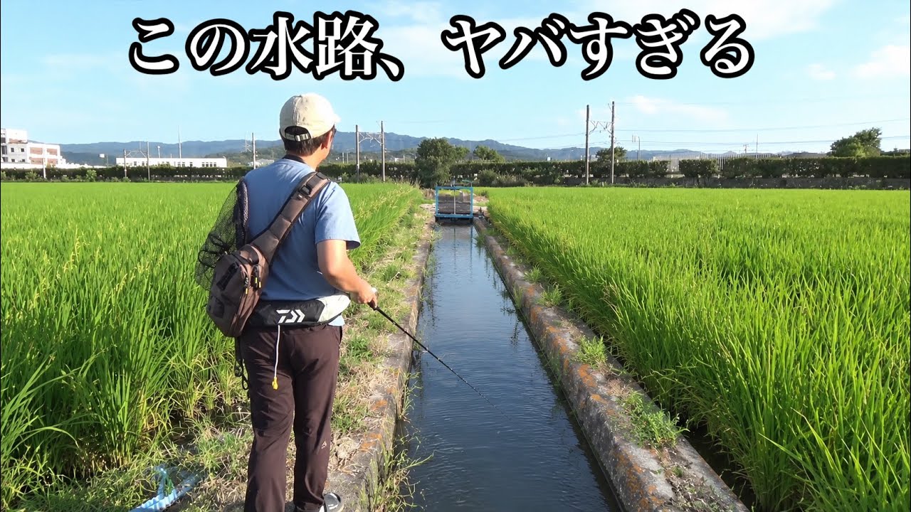 誰も釣りをしない田んぼに囲まれた用水路で釣りしてみたら楽園でした