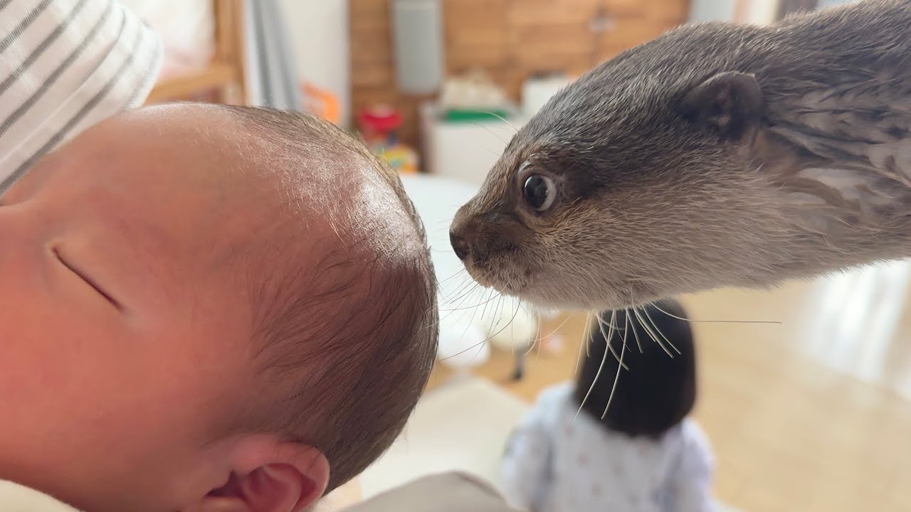 家族が増えました！カワウソと猫たちの歓迎の仕方は…？ Our family has grown! A welcome party for the otter and the cats