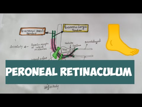 Video: Underlegen Peroneal Retinaculum Anatomi, Funksjon Og Diagram - Kroppskart