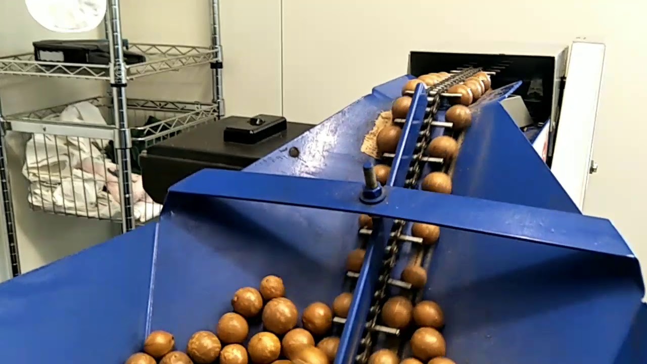 Cracking & sorting macadamias YouTube