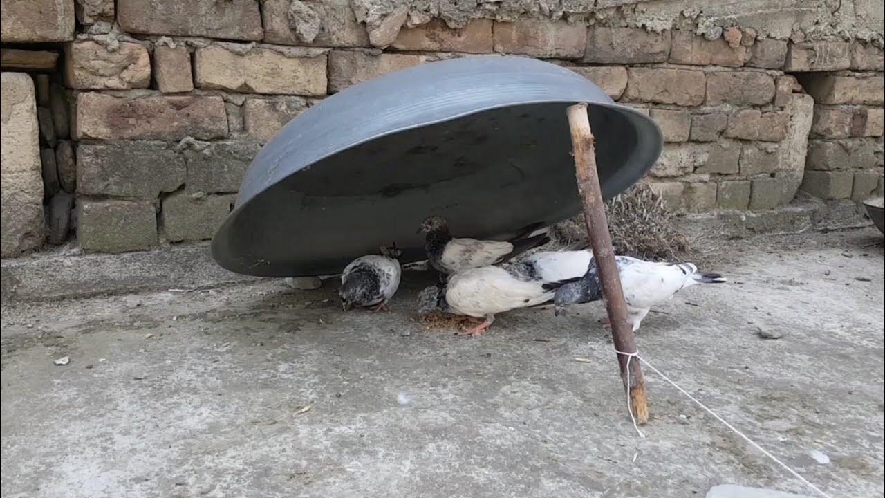 Easy Pigeon Trap How To Catch Pigeon At Home/ Bird trap. YouTube