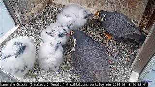 Cal Falcons: Annie lets Archie help with feeding  2024 May 18
