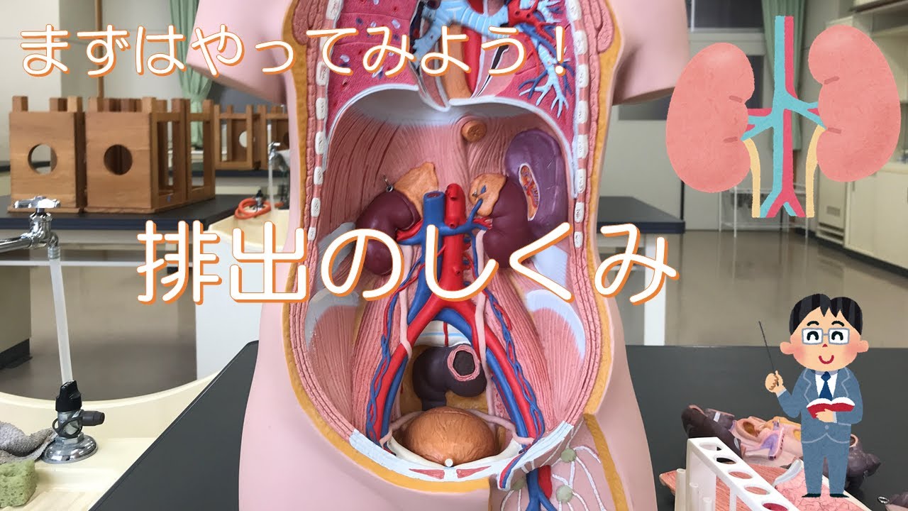 中2理科 動物のからだのつくりとはたらき⑥ 排出の仕組み - YouTube