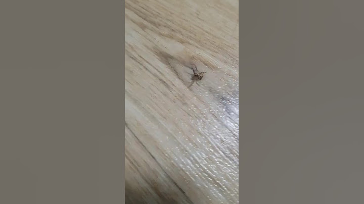 집으로 들어온 거미