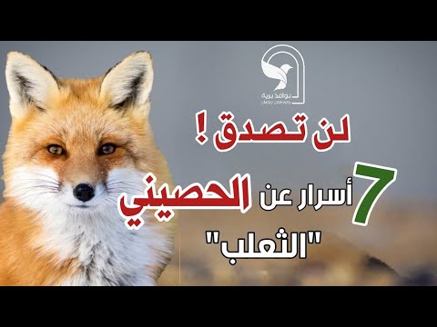 اسرار الثعلب الحصيني 7 حقائق مذهلة تعرفها لأول مرة من عالم الثعالب الغامض