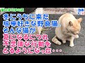 402【猫のほのぼの話】冬にうちに来た喧嘩好きな野良猫。そんな猫が夏になるにつれ不思議な行動をとるようになった・・・